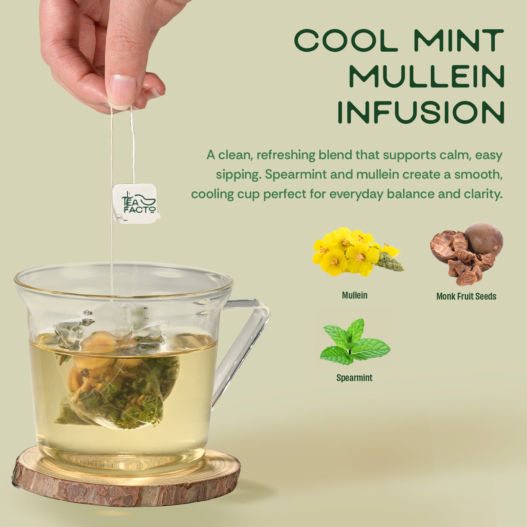 Mint Zest Mullein (30 Pack)